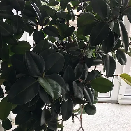 Tor Zum Pfaelzerwald Apartament