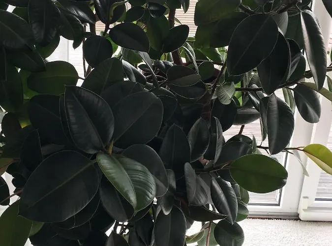 Tor Zum Pfaelzerwald Appartement